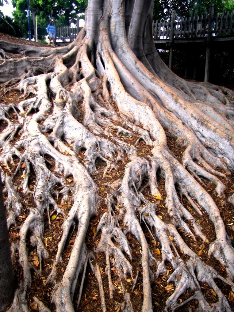Photograph of a tree with a complex web of interwoven roots that join together and ascend upwards towards the trunk. 