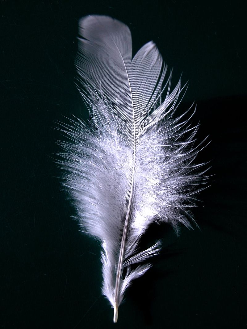 The Weight of a White Feather Museum of Peace
