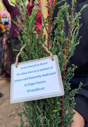 A close-up photograph of a tree with a label saying 'From Mosul to Rome: an olive tree as a symbol of peace and fraternity dedicated to Pope Francis.'