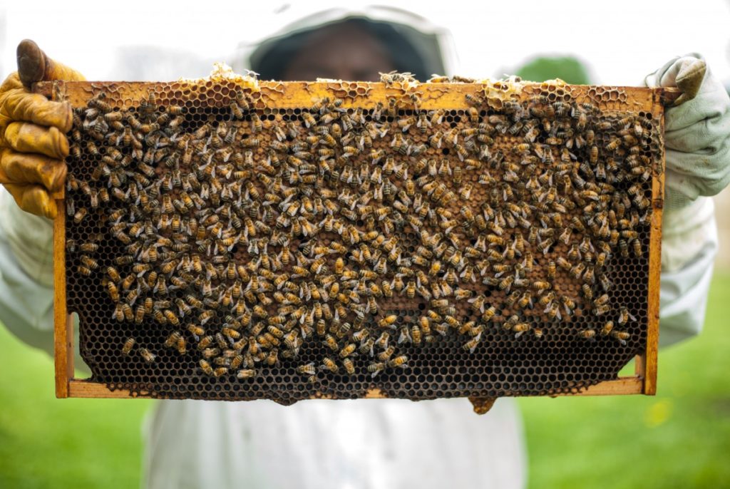 A beekeeper holds up a shelf from his hive, with bees swarming all over it.