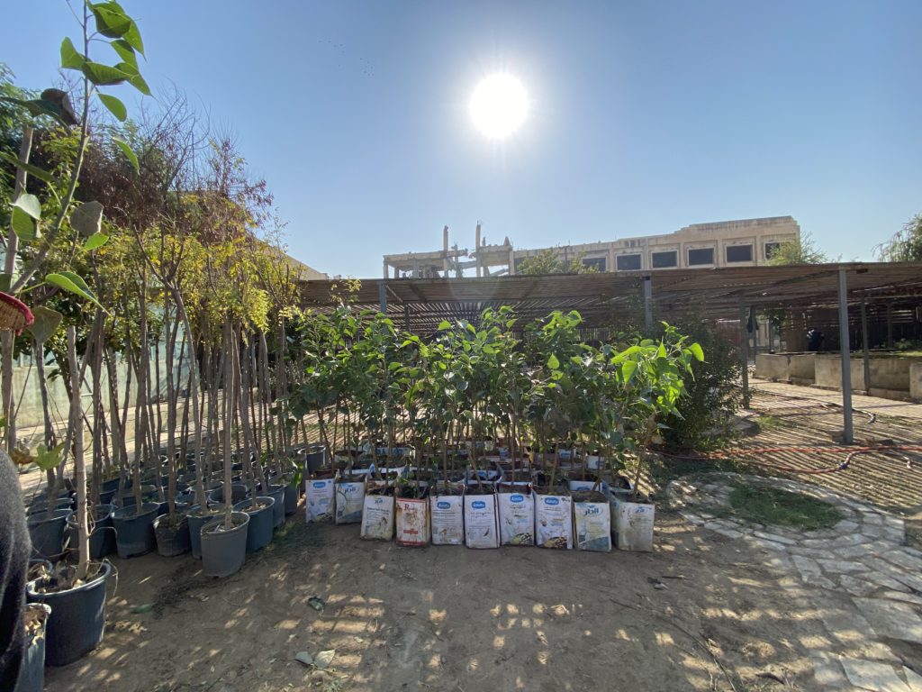Trees in pots, ready for planting as part of the GreenMosul initiative.