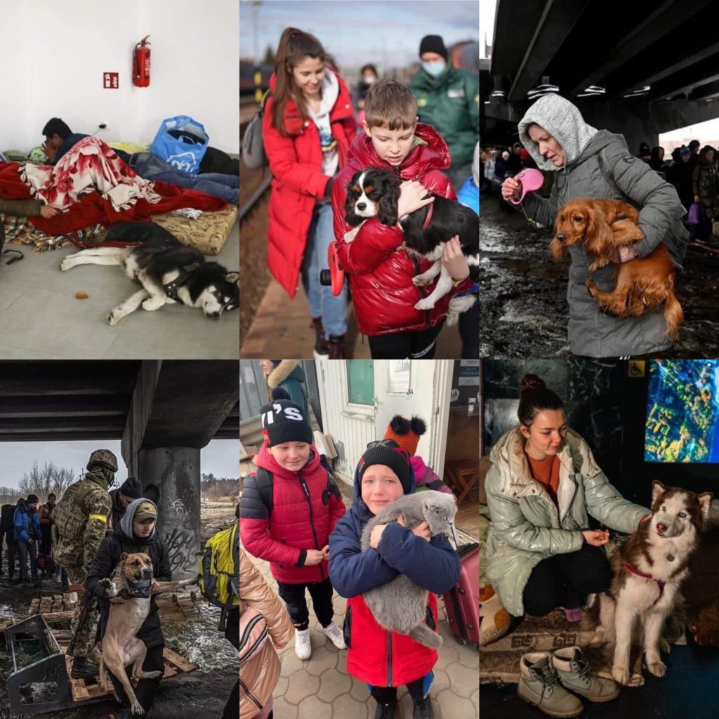 Six photos showing Ukrainian refugees and the pets they brought with them