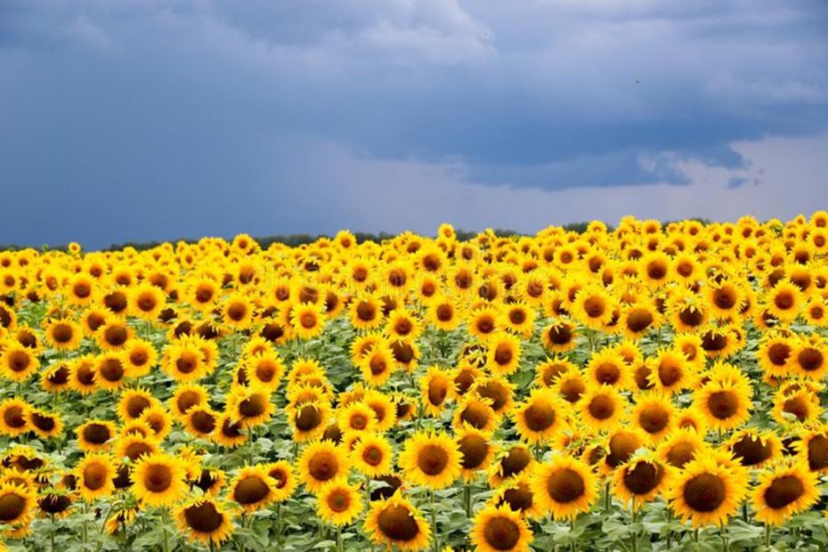 A field of yellow sunflowers in front of a blue sky